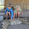 Petting the cheetahs! Petting the cheetahs!