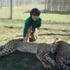 Petting the cheetahs! Petting the cheetahs!