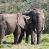 Elephants at the Bottlierskop Game Reserve Elephants at the Bottlierskop Game Reserve