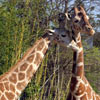 Giraffe's enjoying the attention Giraffe's enjoying the attention