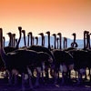 Ostriches at sunset Ostriches at sunset